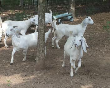 Sleepy Hollow Farm