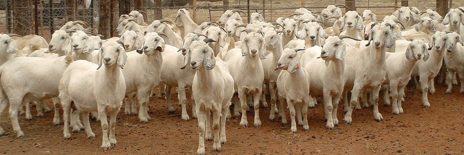 Kotze Goats